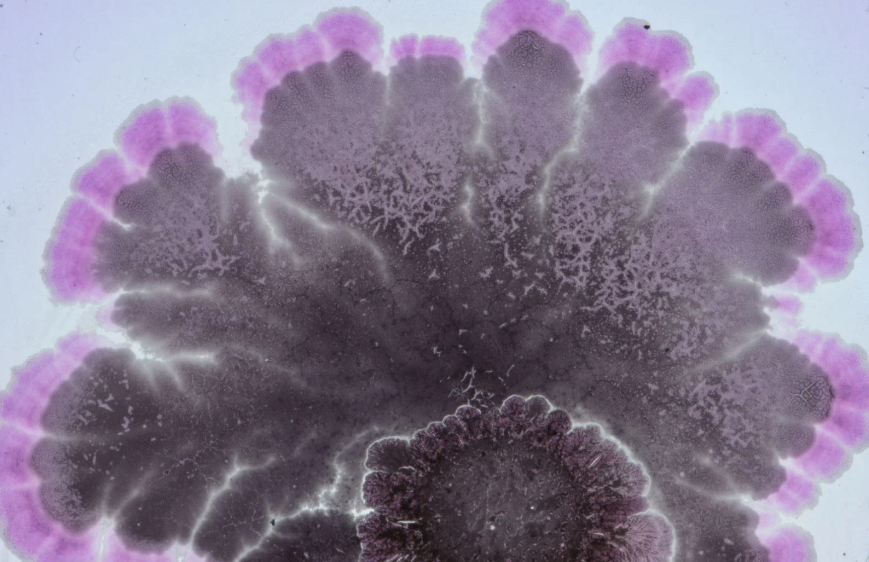 Seed project visual 1